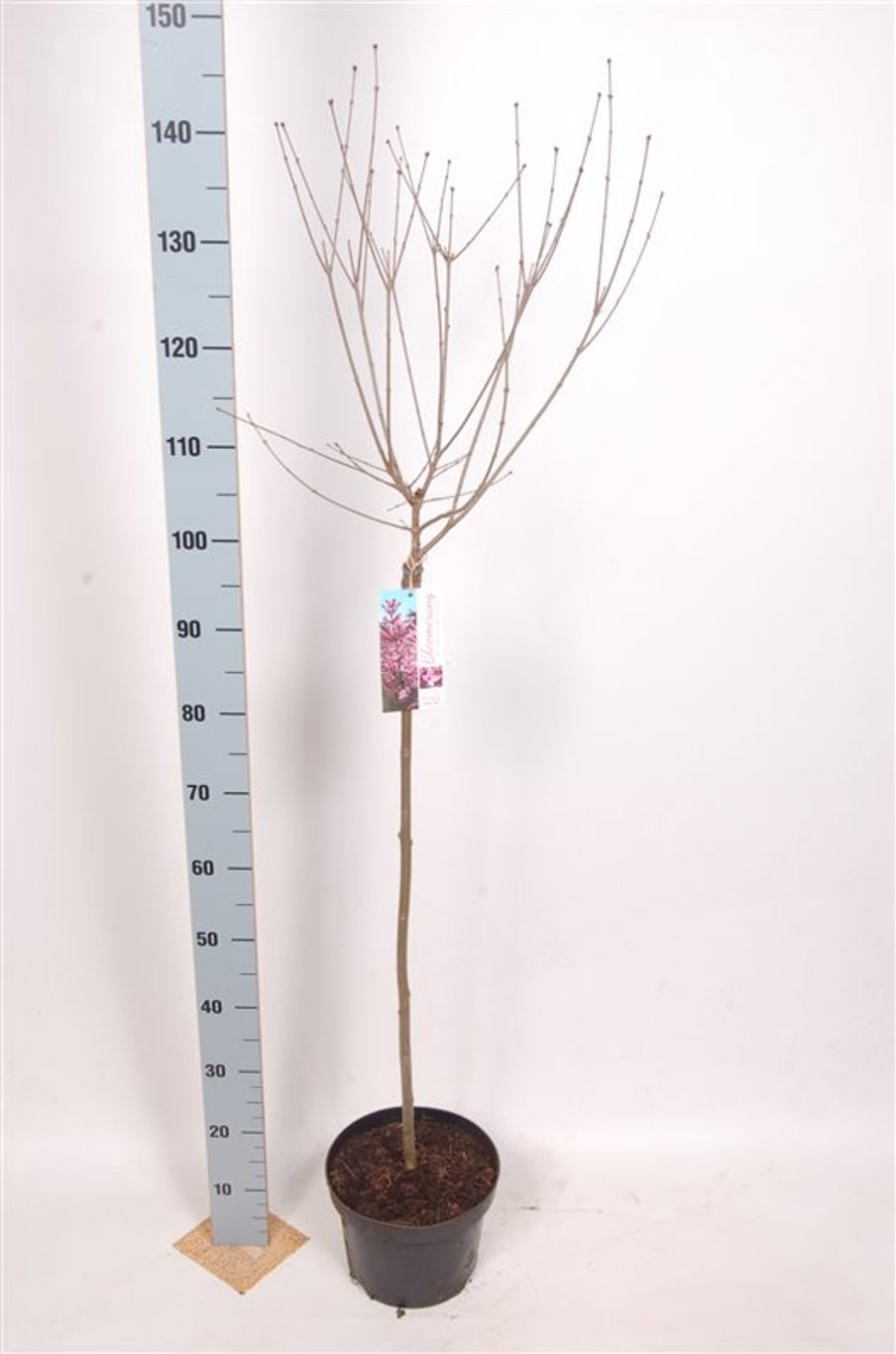 Syringa Bloomerang Pink Perfume - 80 CM Stem C5